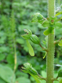 Listera ovata